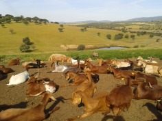 Glückliche Ziegen mit herrlichem Aublick auf die Sierra de la Gata